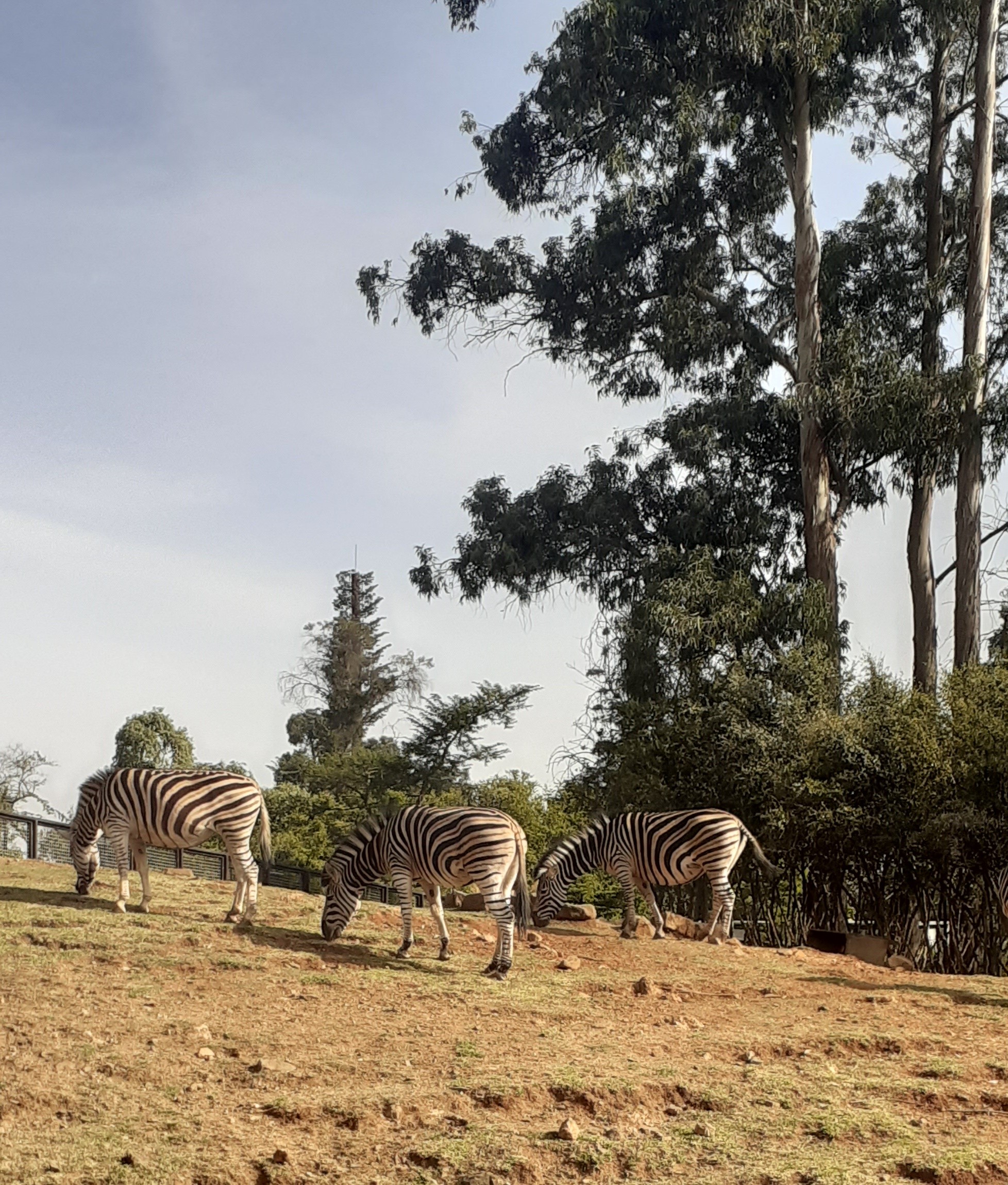 Addis Ababa: An unexpected encounter