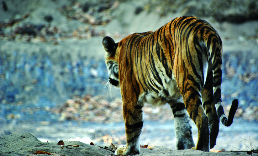 Madhya Pradesh’s Hidden Jungle Jewel