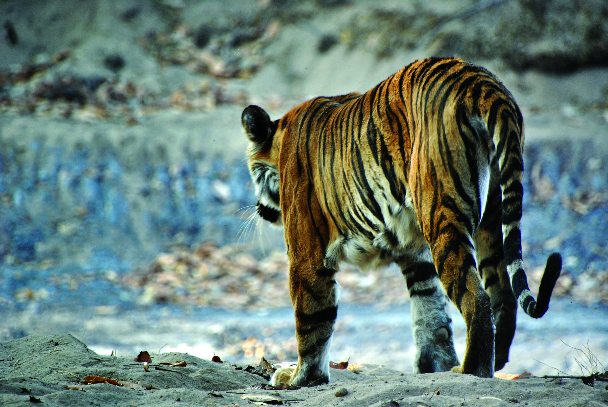 Madhya Pradesh’s Hidden Jungle Jewel