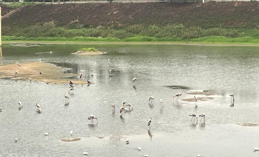 Weekend Birding in Bengaluru : A Short Ride to Stillness