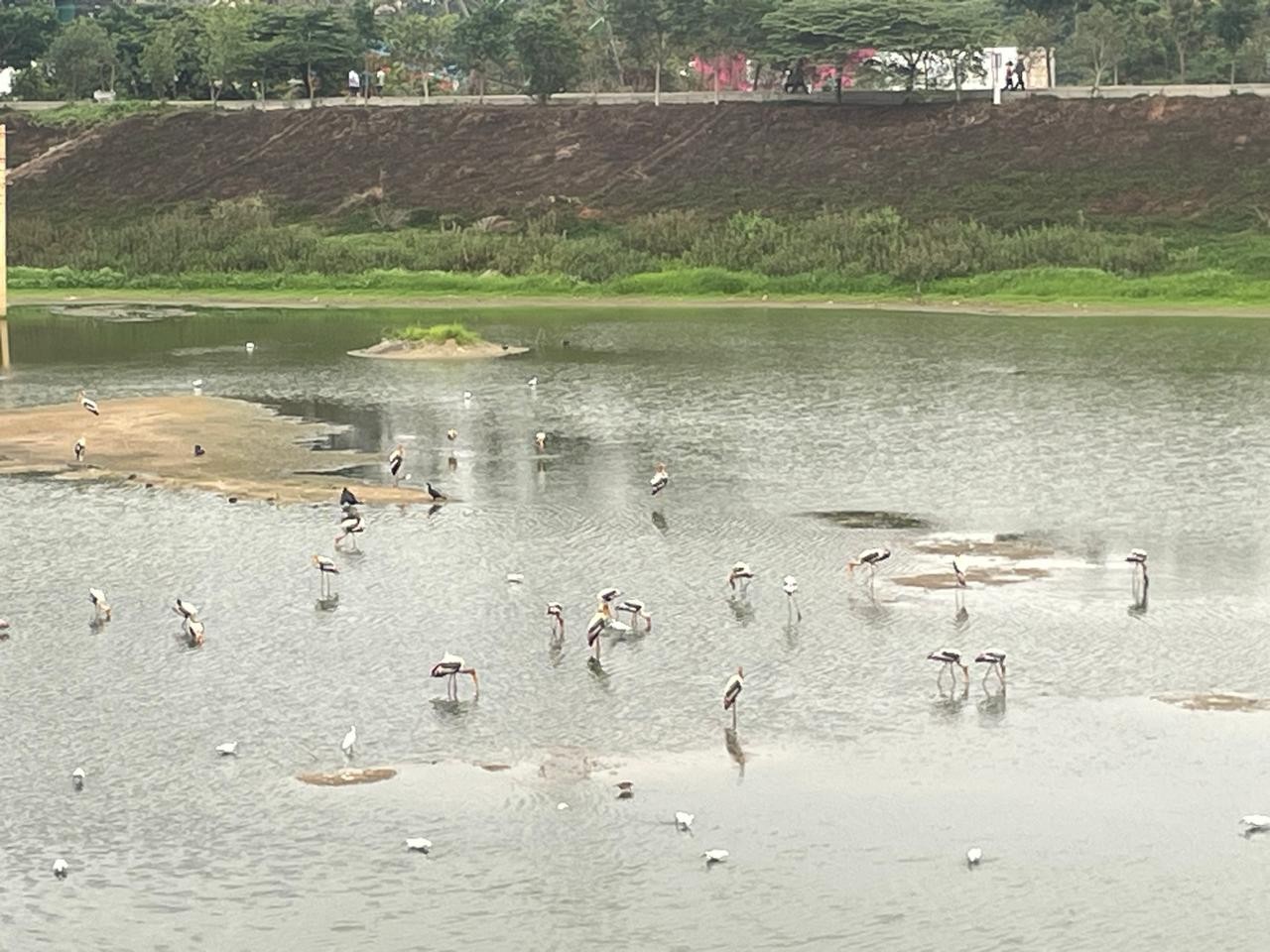 Weekend Birding in Bengaluru : A Short Ride to Stillness